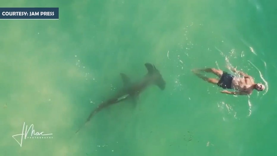 Hammerhead Shark Attack In Panama City