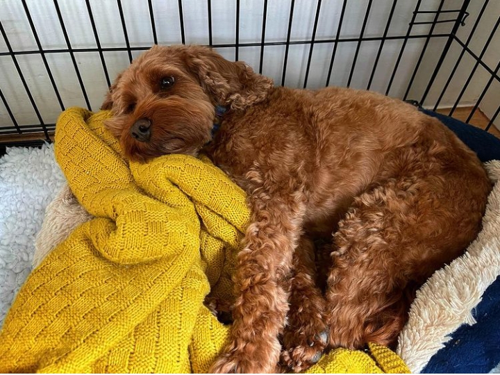 Dan Walker took to instagram to inform about his pet's health that she is recovering from the injury